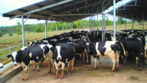 Www. Jobfairindia. Com dairy farming