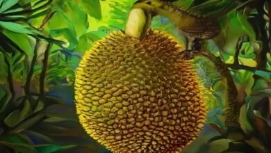 Jackfruit cultivation