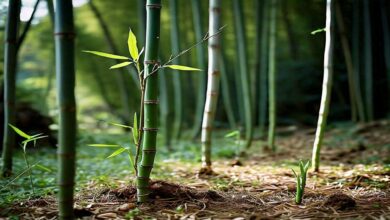 Bamboo-cultivation. Jpeg