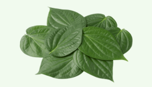 Betel-cultivation. Png