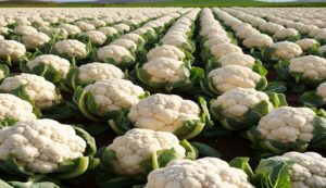 Cultivation-of-cauliflower. Jpeg