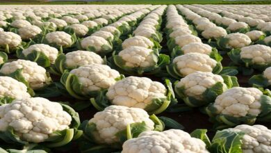 Cultivation-of-cauliflower. Jpeg