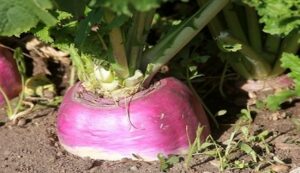 Cultivation-of-turnip. Jpeg