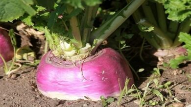 Cultivation-of-turnip. Jpeg