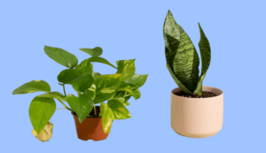 Houseplants-bushy. Png