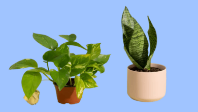 Houseplants-bushy. Png