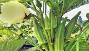 Okra-cultivation. Jpeg