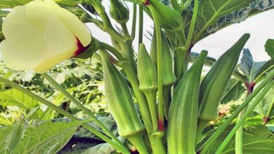 Okra-cultivation. Jpeg