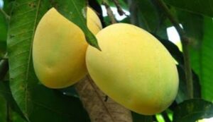 Organic-cultivation-of-chausa-mango. Jpeg