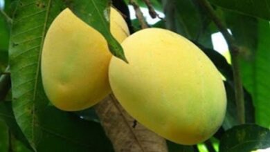 Organic-cultivation-of-chausa-mango. Jpeg