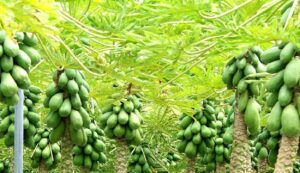 Papaya-crop. Jpeg