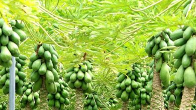 Papaya-crop. Jpeg