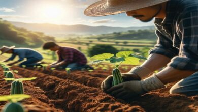 Ridge-gourd-cultivation. Jpeg