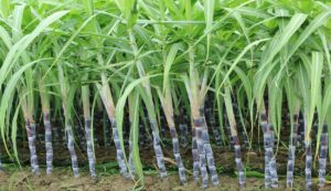 Sugarcane-crop. Jpeg