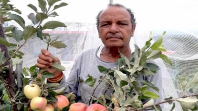 Apple cultivation