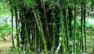 Bamboo cultivation