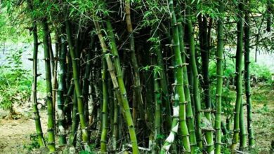 Bamboo cultivation