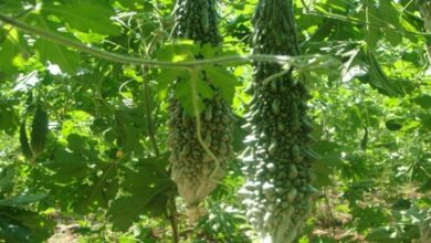 Bitter gourd cultivation