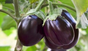 Brinjal cultivation