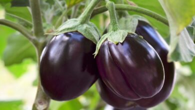 Brinjal cultivation