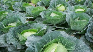 Cabbage cultivation