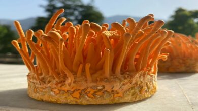 Cordyceps-militaris-mushroom-2. Jpeg