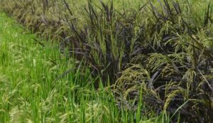 Cultivation of black rice and basil rice