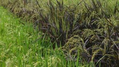 Cultivation of black rice and basil rice