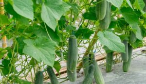 Cultivation-of-cucumber. Jpeg