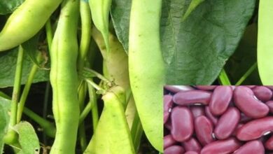 Cultivation-of-rajma. Jpeg