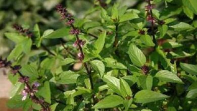 Cultivation of tulsi