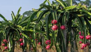 Dragon-fruit-cultivation. Jpeg