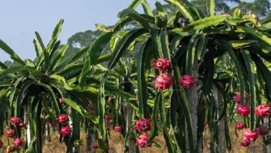 Dragon-fruit-cultivation. Jpeg