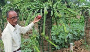 Dragon fruit farming