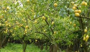 Lemon cultivation