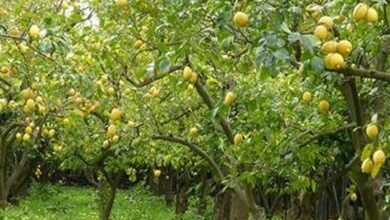 Lemon cultivation