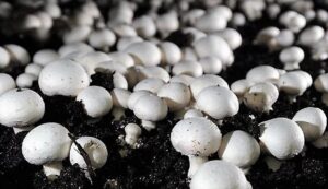 Mushroom cultivation