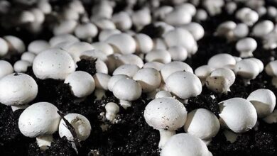 Mushroom cultivation