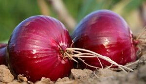 Onion cultivation