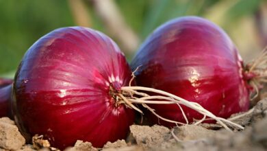 Onion cultivation