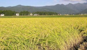 Paddy-crop. Jpeg