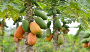 Papaya cultivation