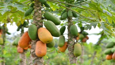 Papaya cultivation