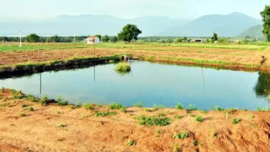 Pond-scheme-and-farm-scheme. Jpeg