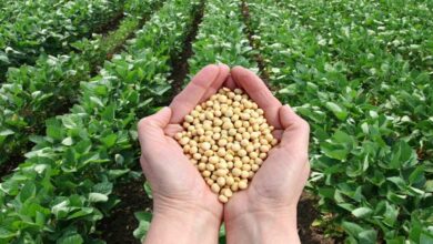 Soybean cultivation