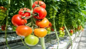 Tomato farming