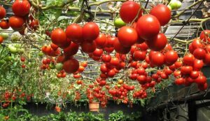 Tomato cultivation