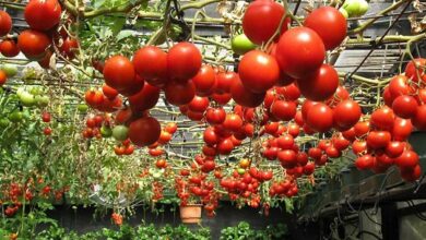 Tomato cultivation