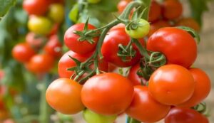 Tomato cultivation