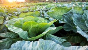 Cabbage farming